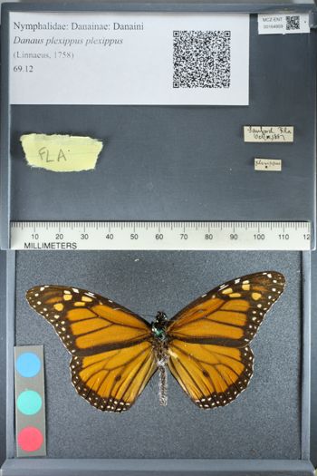 Media type: image;   Entomology 164959